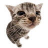 gneocchi