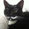 spam4meow